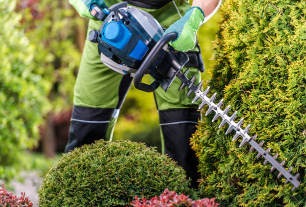 istockphoto 1257385721 612x612